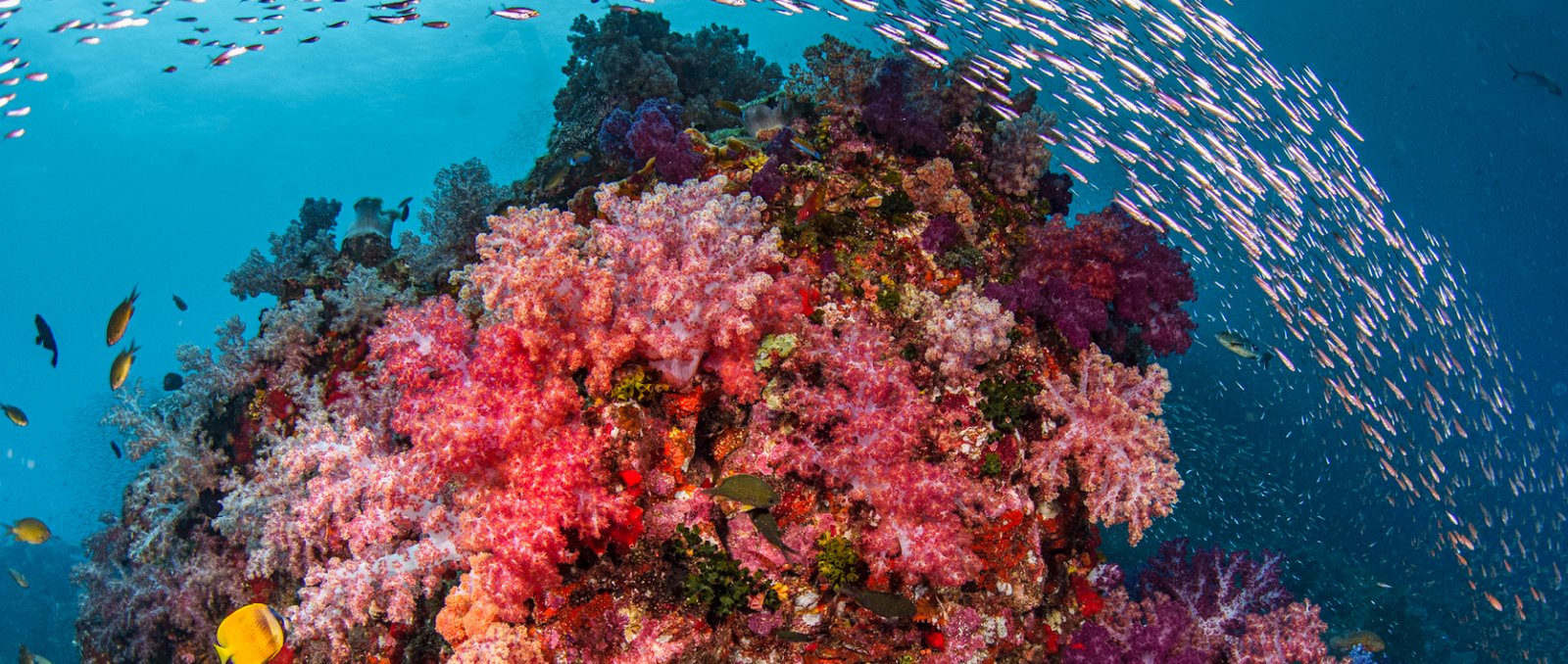 Dive Feels | เรียนดำน้ำแบบ Scuba & Freediving