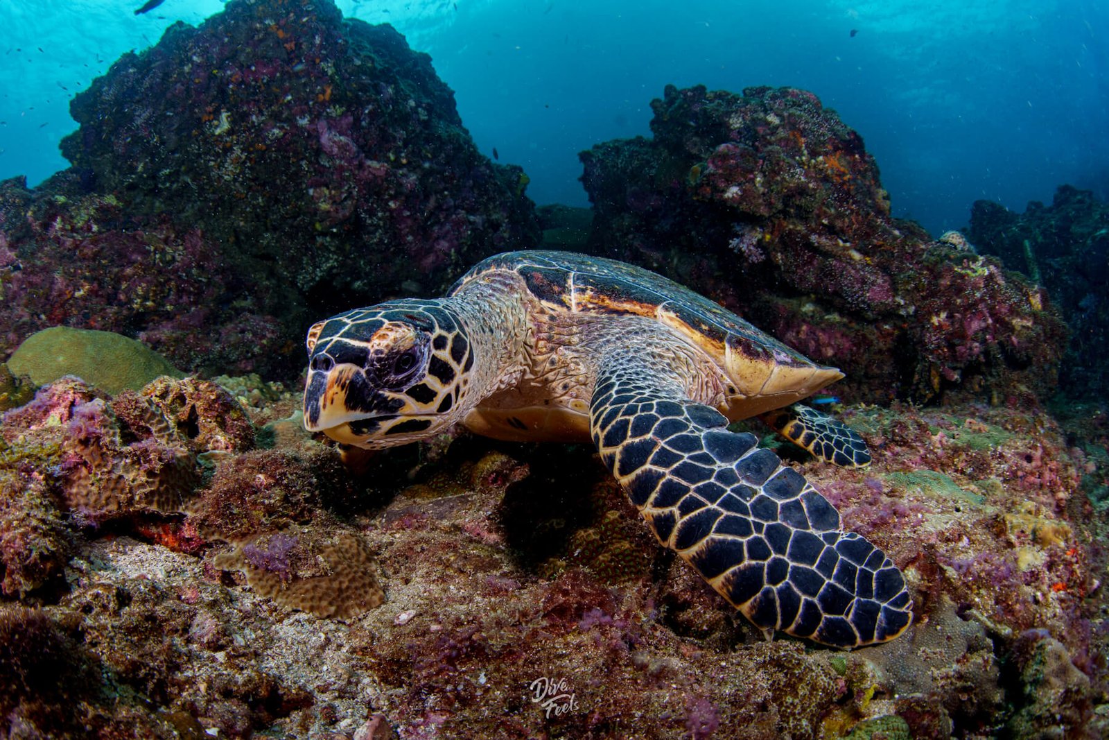South Andaman