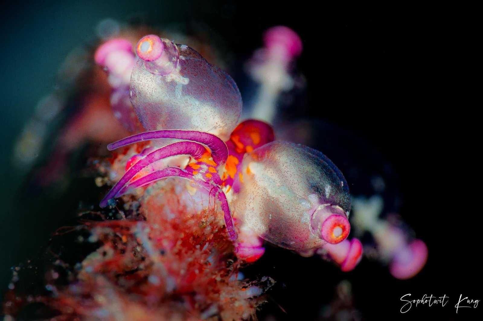 Nudibranch Ecology Course