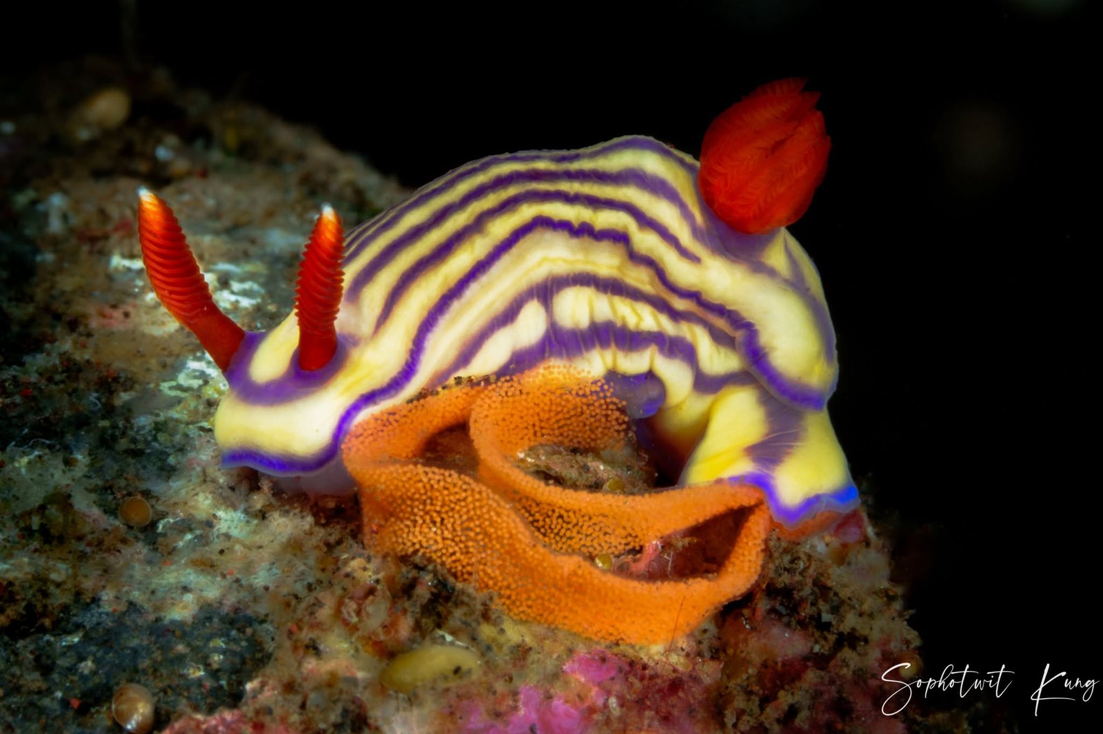 Nudibranch Ecology Course