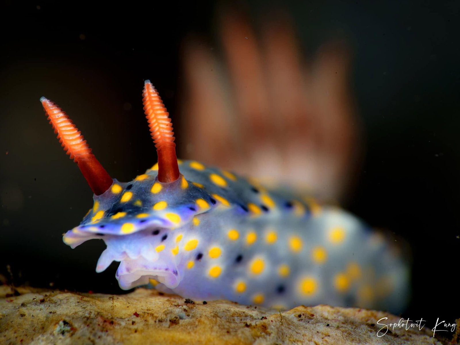 Nudibranch Ecology Course