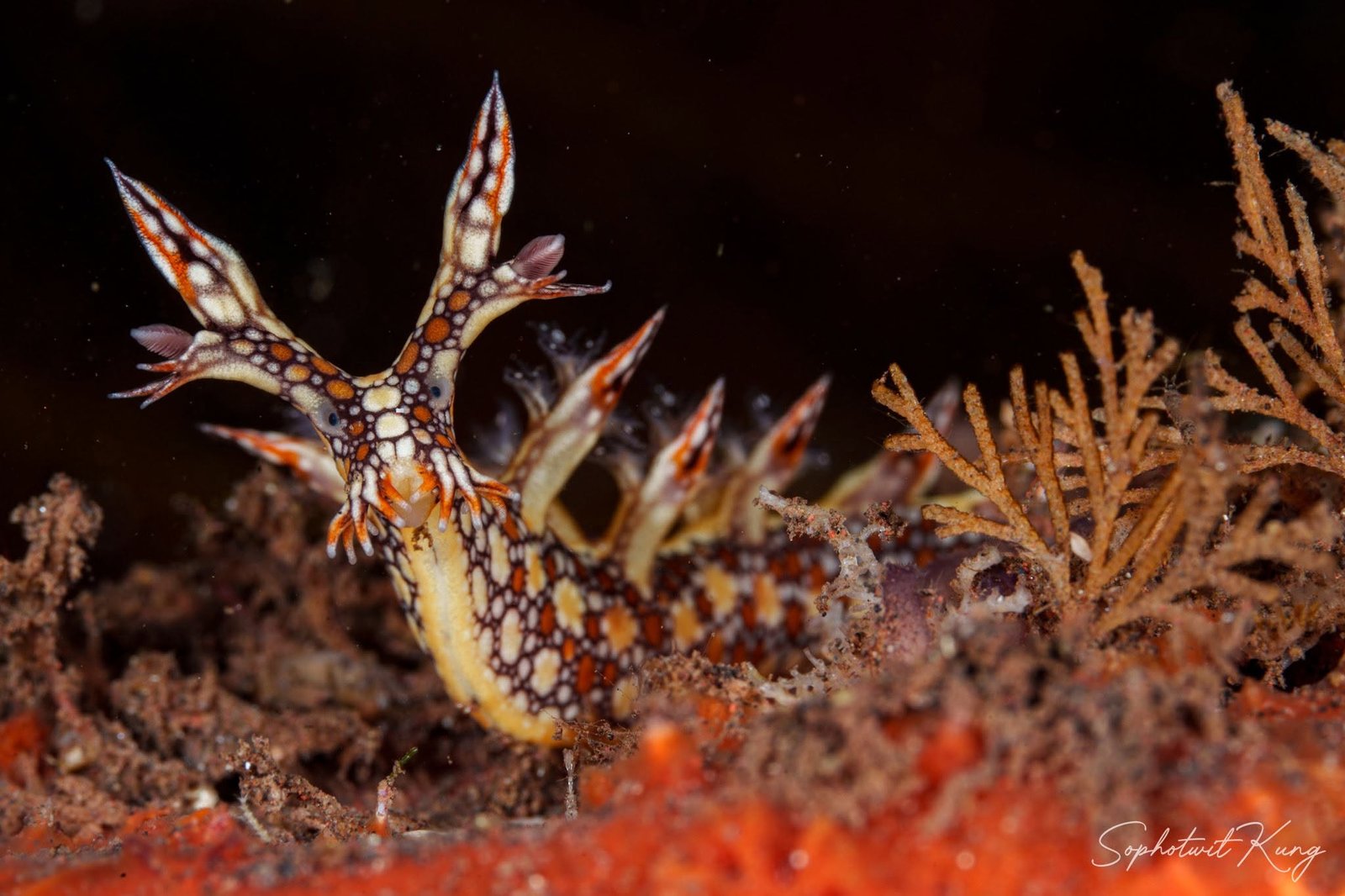 Nudibranch Ecology Course