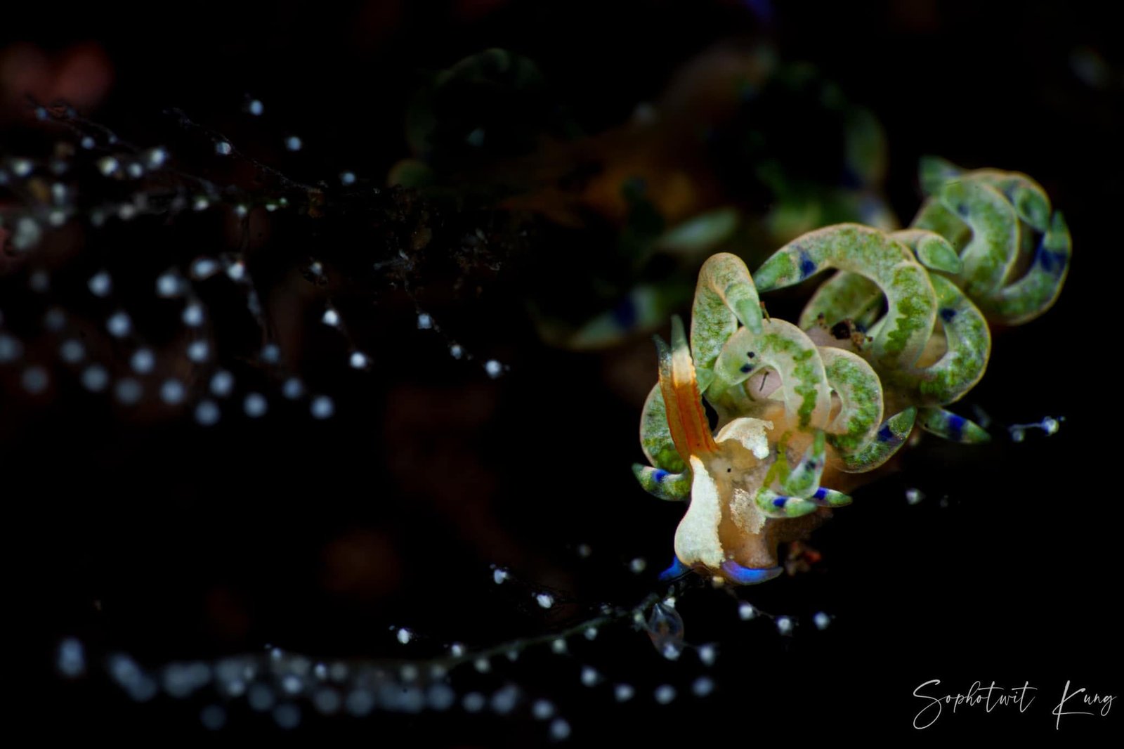 Nudibranch Ecology Course