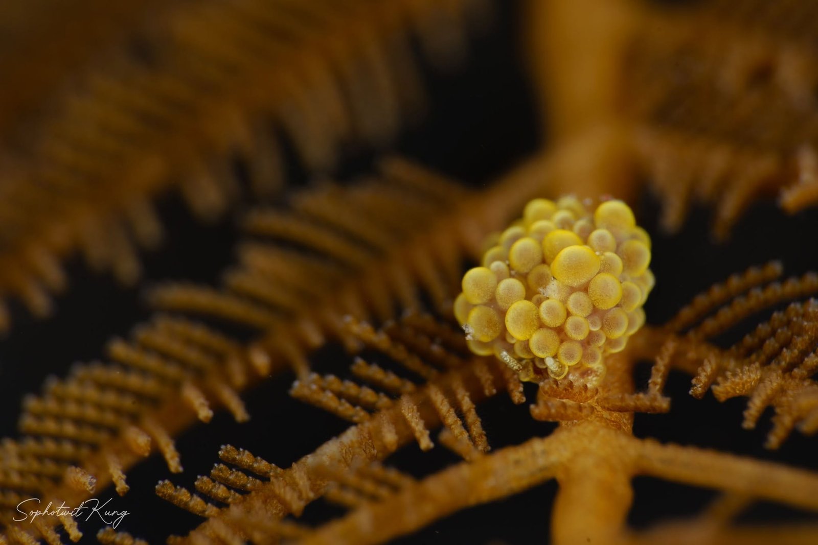 Nudibranch Ecology Course