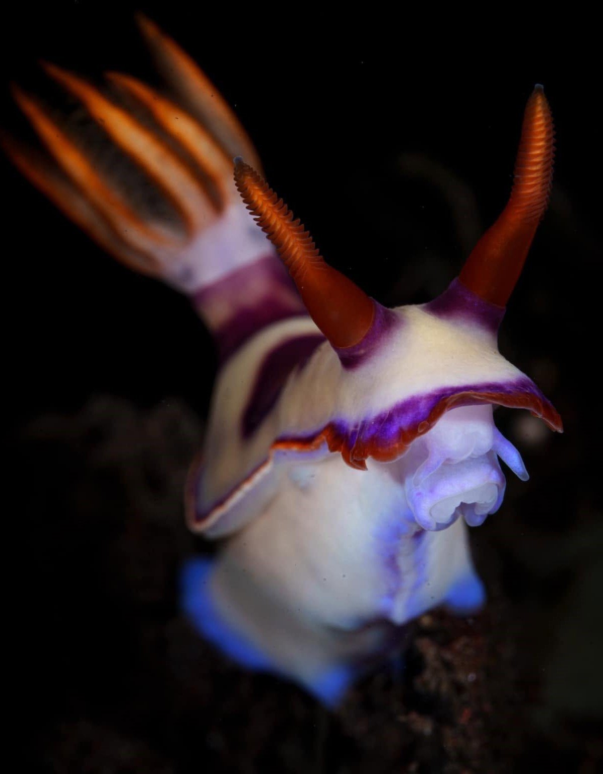 Nudibranch Ecology Course