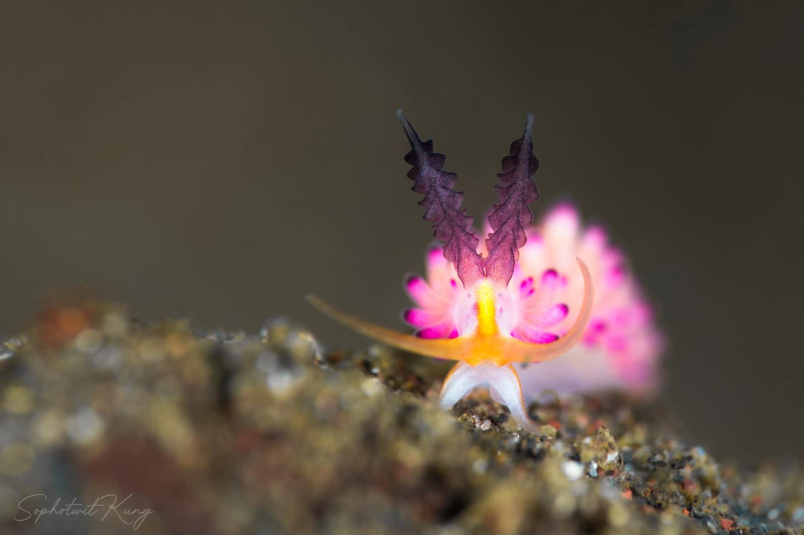Nudibranch Ecology Course