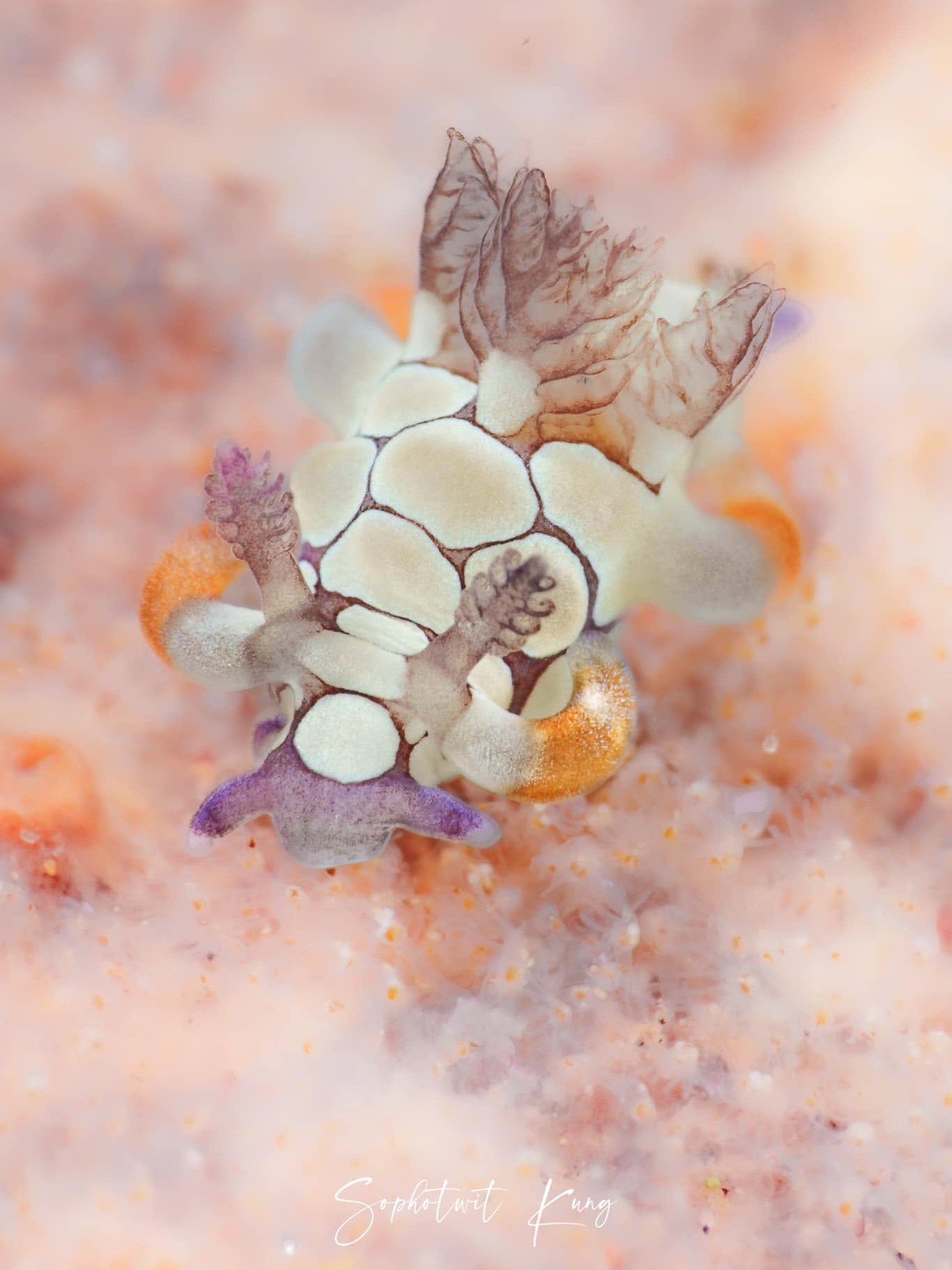 Nudibranch Ecology Course