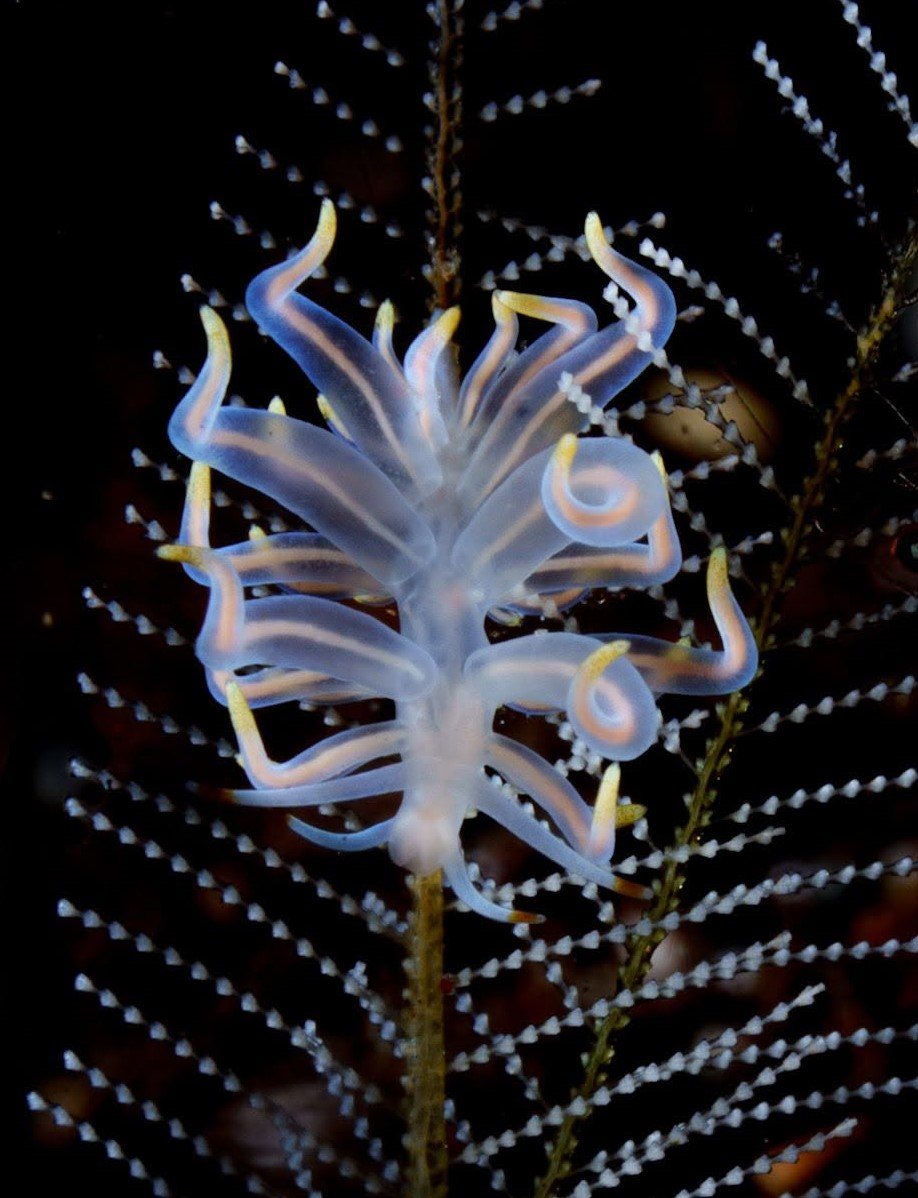Nudibranch Ecology Course